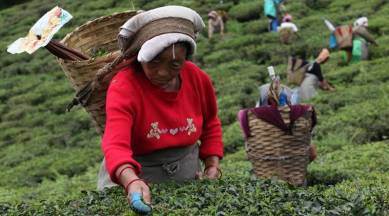 Assam government open for diversification of tea garden lands | North East  India News - The Indian Express