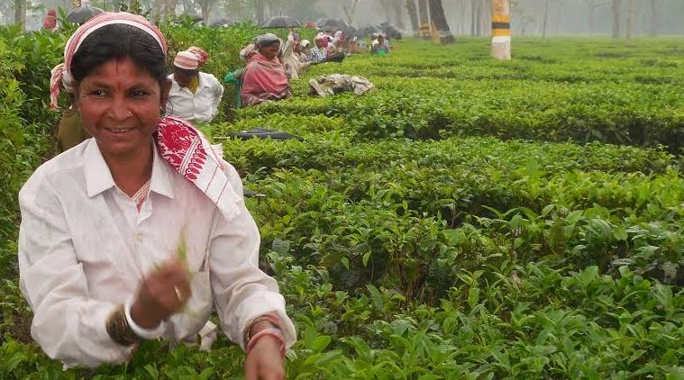 Assam Industry Hails 5 Gst On Tea Exemption On Green Leaf Business News The Indian Express 4389