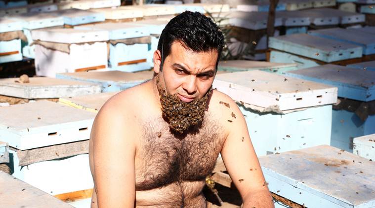 beard of bee, bee, bee beard, beard bee, bizarre beards, unusual beard, beard trend, beard fashion, viral news, trending news, latest news, indian express