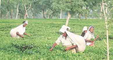 demonetisation, demonetisation impact, demonetisation effect, cash crunch, Bengal tea garden, Bengal tea garden closed, india news