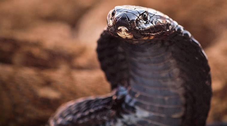 King Cobras Found in Potato Chip Cans by Customs