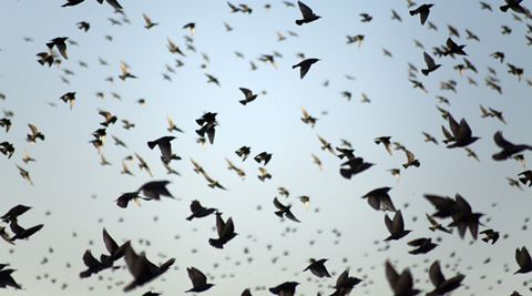 WATCH: Did this Qatar girl really buy a zoo to free a huge flock of birds?