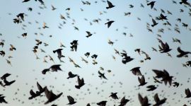 Birds, endangered species, endangered birds, bollywood, bollywood depiction, university of delhi, Delhi university research, india news, indian express news