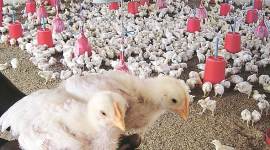 Usually low after Navratri, poultry prices soar in city