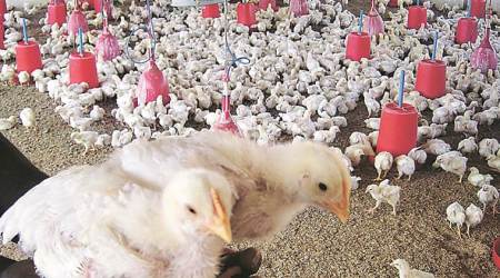 Usually low after Navratri, poultry prices soar in city