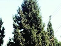 Juniper, Christmas tree Juniper, Juniper Christmas tree, Christmas tree, special Christmas tree, Christmas, Chandigarh, regional news, Indian Express