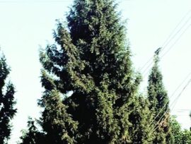 Juniper, Christmas tree Juniper, Juniper Christmas tree, Christmas tree, special Christmas tree, Christmas, Chandigarh, regional news, Indian Express