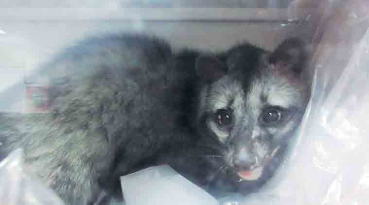 Delhi University, Delhi University biophysics lab, civet in DU lab, DU South Campus, Asian Palm Civet, delhi news