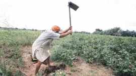 gm cotton, gm cotton seeds, india gm cotton seeds, monsanto, monsanto india, monsanto gm cotton seeds, monsanto cotton seeds