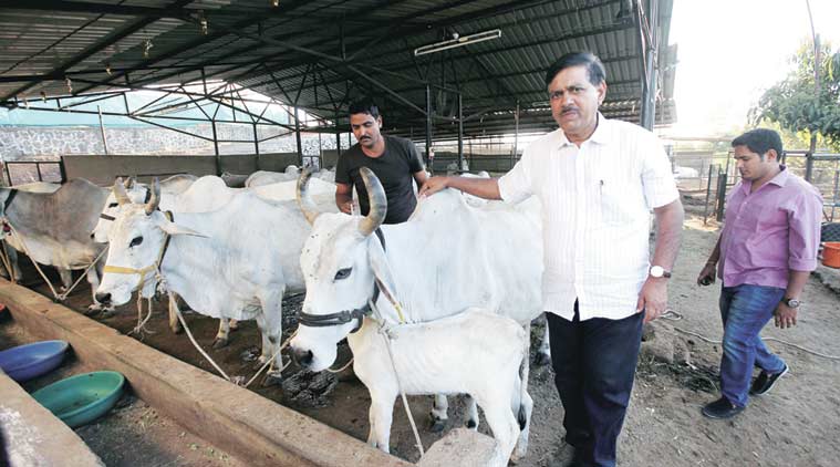 livestock-conservation-saving-indigenous-cattle-from-the-brink-of