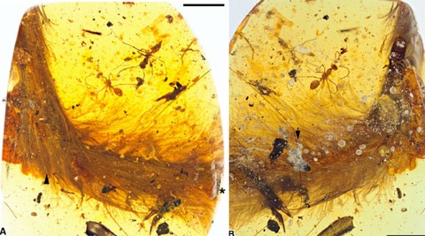 feathered dinosaur tail in amber