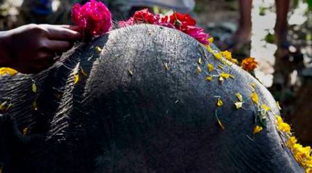 A villager places a flower on the head of a dead elephant that was among three wild elephants that got killed after being hit by a speeding train at Potiyapam village east of Gauhati, Assam state, India, Saturday, Dec. 17, 2016. (AP Photo/Anupam Nath)