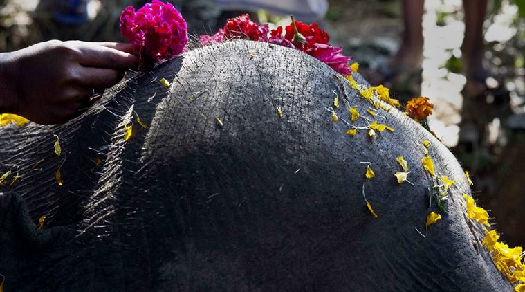 A villager places a flower on the head of a dead elephant that was among three wild elephants that got killed after being hit by a speeding train at Potiyapam village east of Gauhati, Assam state, India, Saturday, Dec. 17, 2016. (AP Photo/Anupam Nath)