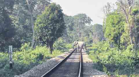 assam elephants death, elephants train accident, assam elephants accident, elephants killed on train tracks, elephants killed by train, assam news, india news, latest news, indian express
