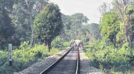 assam elephants death, elephants train accident, assam elephants accident, elephants killed on train tracks, elephants killed by train, assam news, india news, latest news, indian express