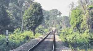 In fact: Strategic spending, not crawling trains, can prevent elephant deaths on tracks