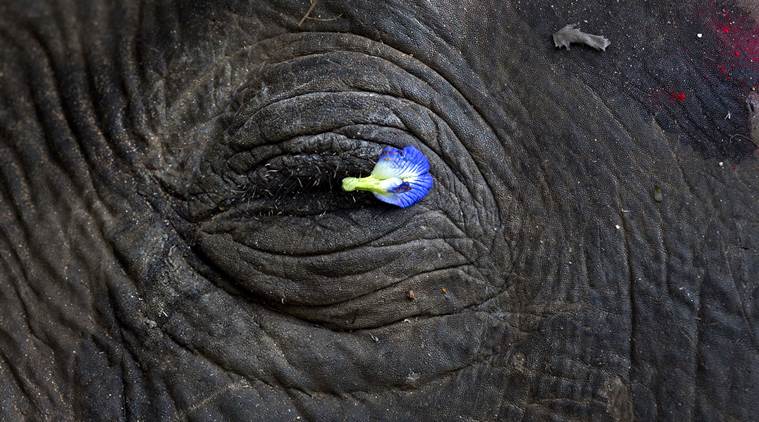 A flower petal is placed on the eye of a wild Asiatic male elephant at Amgaon, near Gauhati, the capital of the northeastern Indian state of Assam, Saturday, Dec. 3, 2016. According to forest officer R.K. Das, the elephant died after it was electrocuted by a high tension electric wire when it was searching for food on the border of Amchang wildlife sanctuary on Friday night. (AP Photo/ Anupam Nath)