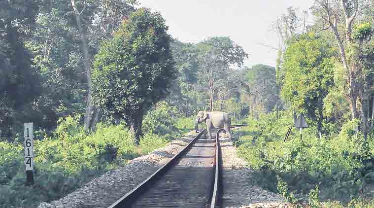 elephants killed by train, elephant deaths in west bengal, Rajen Gohain, rajya sabha, Ministry of Environment and Forests, Ministry of Railways