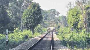 Train mows down five elephants in Assam