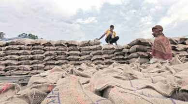 punjab, punjab agriculture, punjab sowing, punjab farmers, punjab farming, punjab wheat sown, indian express, india news, latest news