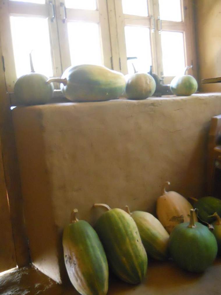 Down to earth: Pumpkins plucked fresh from the garden.