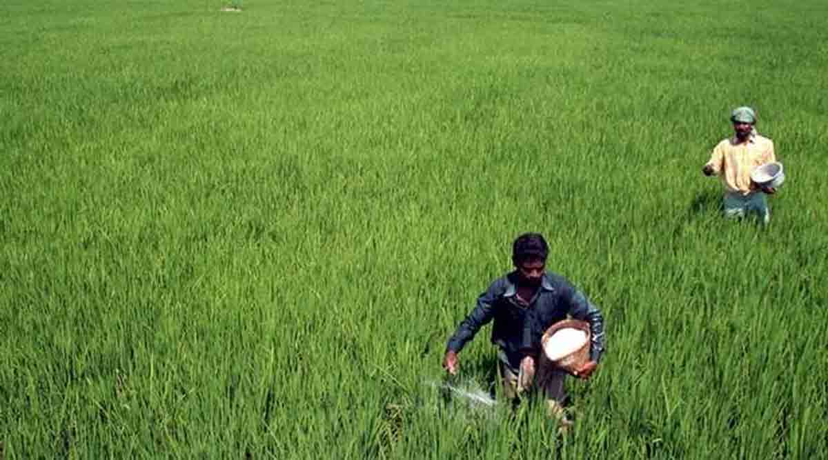 Watch out for these four crops! | India News,The Indian Express