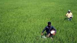 demonetisation, modi, pm modi, narendra modi, india demonetisation, currency ban, old currency, 500 note ban, 1000 note ban, onion market, agricultural produce market committee, wholesale market, wholesale market, atms, demonetisation effect, indian express, national news, india news