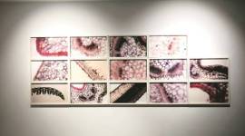 sonia mehra chawla, sunderbans, the universe in detail, critical membrane, delhi exhibition, sonia mehra chawla the universe, exhibition, kolkata the universe in detail, art and culture, lifestyle news, indian express, india news