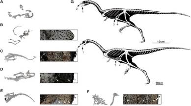 birds,toothless,prehistoric birds fossils. prehistoric birds milky teeth, prehistoric birds, Science, Science news