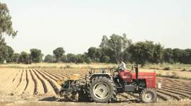 demonetisation, demonetisation distress, demonetisation problems, jaunti, jaunti village, jaunti farmers, delhi-haryana, wheat, mexican wheat, india news, latest news