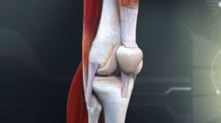 Oxford, Oxford Scientists, CT scans, Early humans, evolution, 3D models, Bone surgeons, Orthopaedicians,Early homonids,primates,humans,Science, Science news