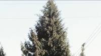 christmas, christmas tree, festival, christmas decoration, juniper, news, latest new, India news, national news