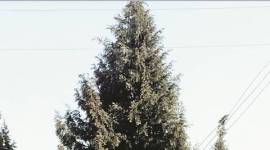 christmas, christmas tree, festival, christmas decoration, juniper, news, latest new, India news, national news