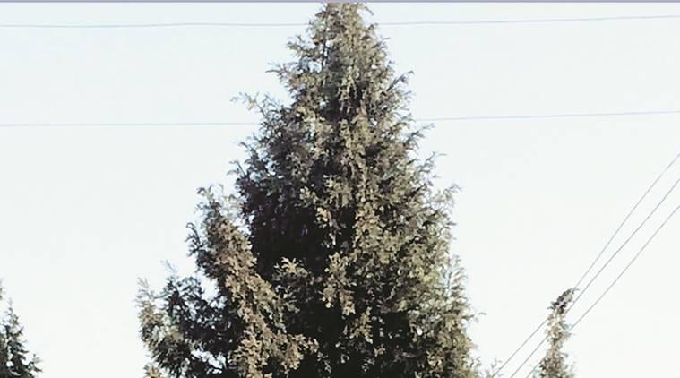 christmas, christmas tree, festival, christmas decoration, juniper, news, latest new, India news, national news