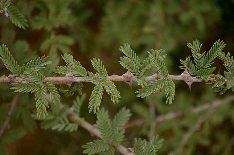 Branch of Prosopis cineraria. Wikipedia photo