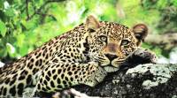 leopard-480 Girl killed by leapord, Leapord kills girl, Latest news, India news, National news, India news, Latest news