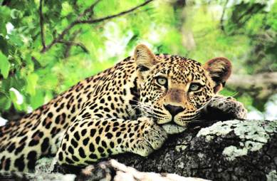 Sariska, Sariska leopard, leopard free, jaipur zoo, jaipur zoo leopard, Sariska tiger reserve, rajasthan forest department, leopard attack, man eater leopard, Sariska man eater leopard, indian express news, india news