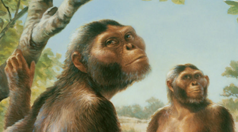 Human Ancestor Lucy Could Climb Trees Study Technology News The   Lucy 759 