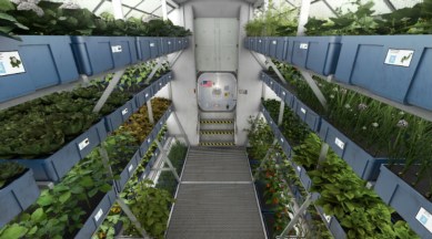 Space cucumber, cucumber on ISS, international space station, plants on ISS, plants in microgravity, CsPIN1 protein, growing food in space, NASA, JAXA, science, science news