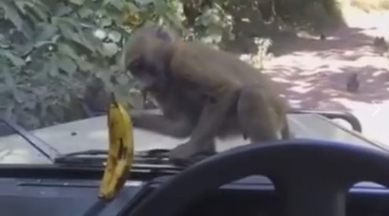 Express Share Feed: Watch these funny videos to turn your boring day eventful! | Trending News,The Indian Express Express Share Feed: Watch these funny videos to turn your boring day eventful! | Trending News,The Indian Express
