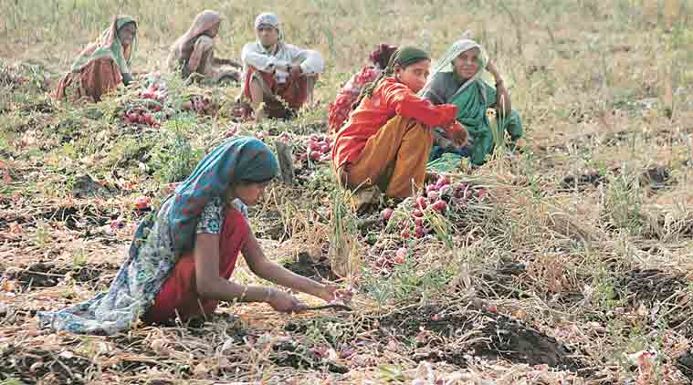 Deficient Monsoon: ‘Amreli kharif yield may drop by 30%’