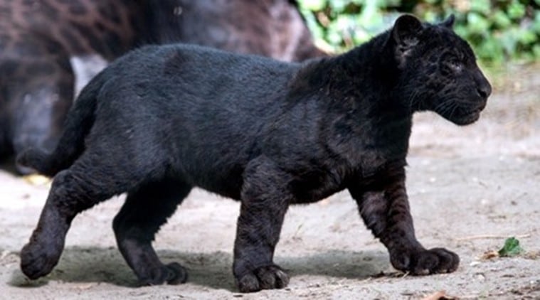Image result for panther cub