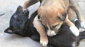 Dog violence, delhi gogs, delhi dogs violence, Cruelity for dogs, Dwarka news, man chops off puppy's legs, dog attack, DElhi news,