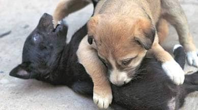 How India's Prevention of Cruelty against Animals law is failing animals (and us, by extension) | The Indian Express How India's Prevention of Cruelty against Animals law is failing animals (and us, by extension) | The Indian Express
