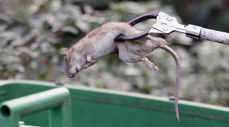 How to control invasive rats and mice at home without harming native  wildlife