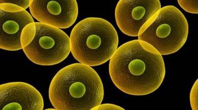 stem cell, stem cell research, paracrine factors, synthetic stem cells, cardiac stem cells, synthetic stem cell research, health news, medicine news, latest news