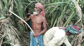 demonetisation, sugar, sugarcane trade, sugarcane farmer, sugarcane business, cash crunch sugarcane, UP sugarcane farmer, demonetisation effects, demonetization effects, demonetization, business news