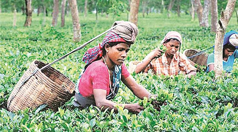 Tea Garden Workers In Bengal No Banks Close By Delay In - 