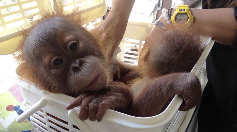 Thailand, orangutan babies, orangutan babies rescued, wildlife traffickers, wildlife, thai police, thai police sting operation, world news, indian express news