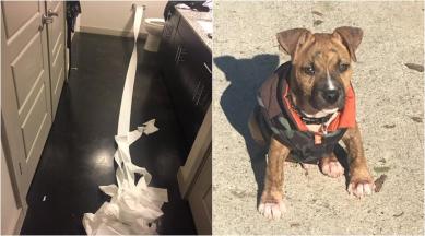 Yes, this dog tried to clean his pee with toilet paper and has become a  star for it | Trending News,The Indian Express